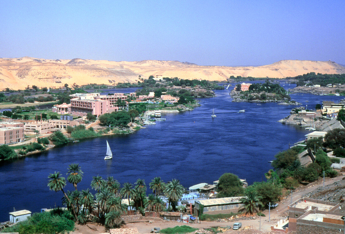 Vegetation growing along the banks of the Nile