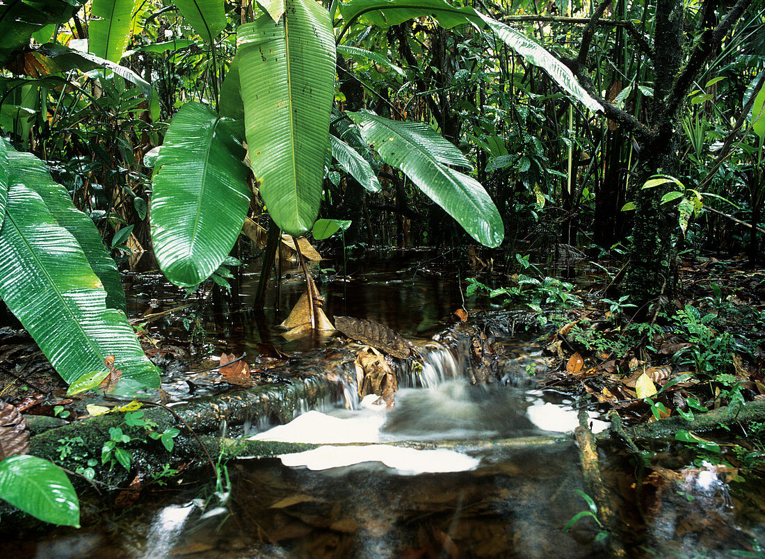 Overflowing Amazonian stream