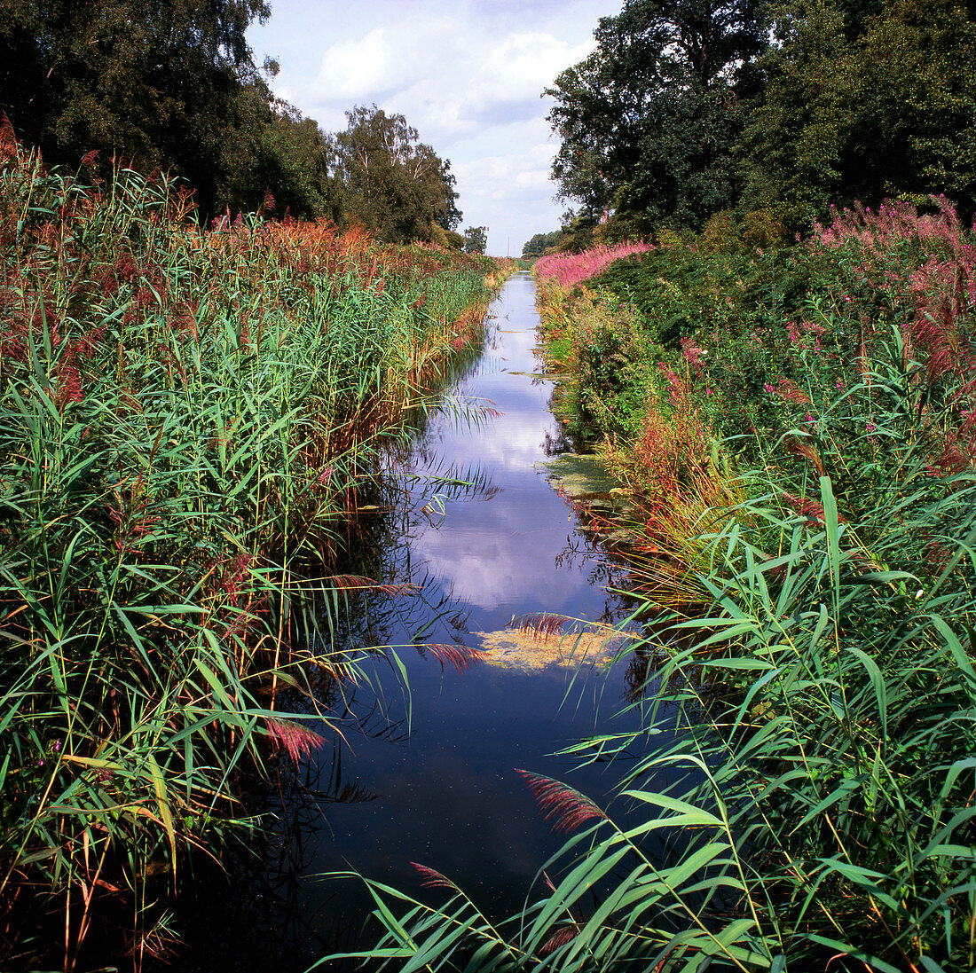 Stream in a nature reserve