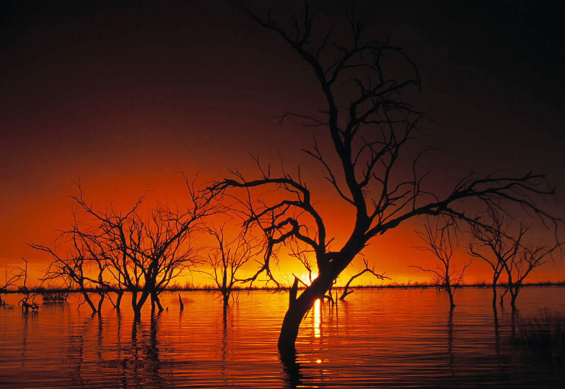 Drowned trees at sunset