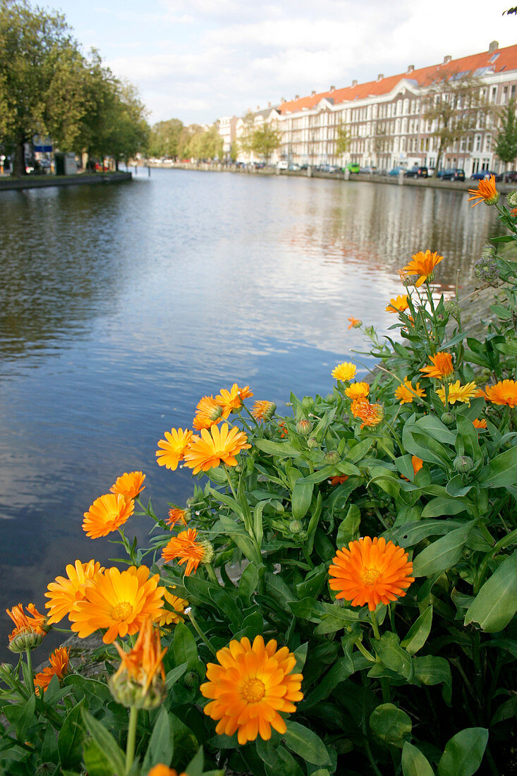 Flowerbed beside a canal