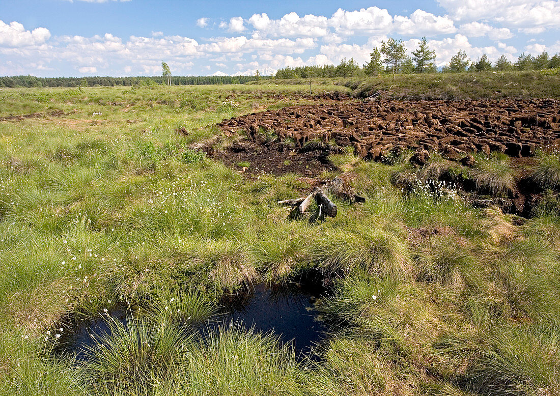 Peat bog nature reserve