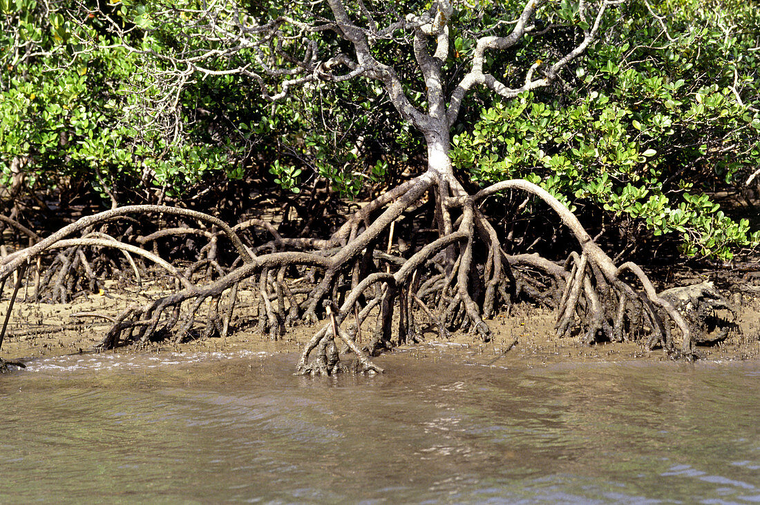 Mangrove plant with aerial roots