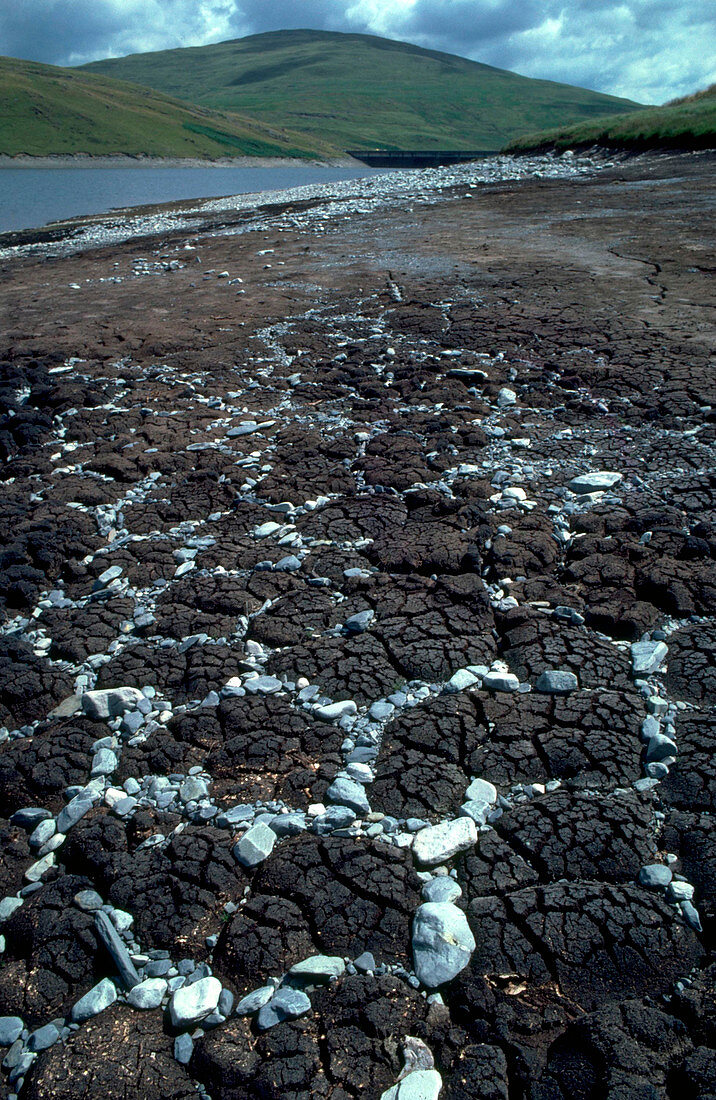 Stone polygons in peat bog