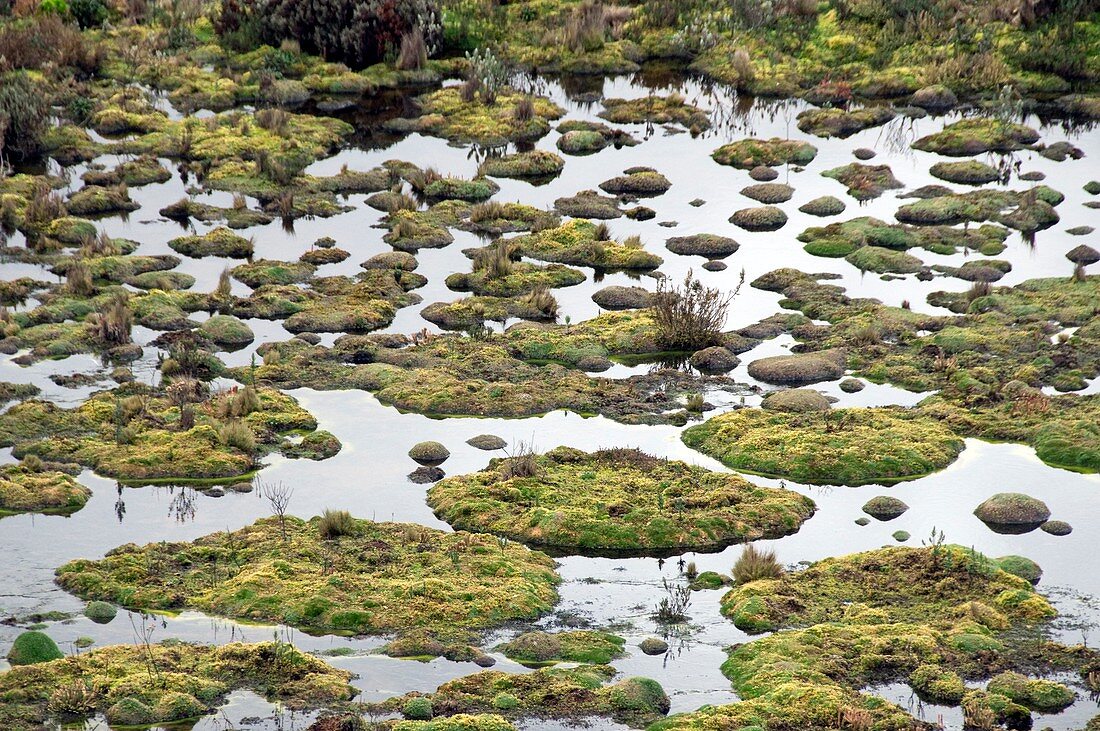 Cushion bog,Ecuador
