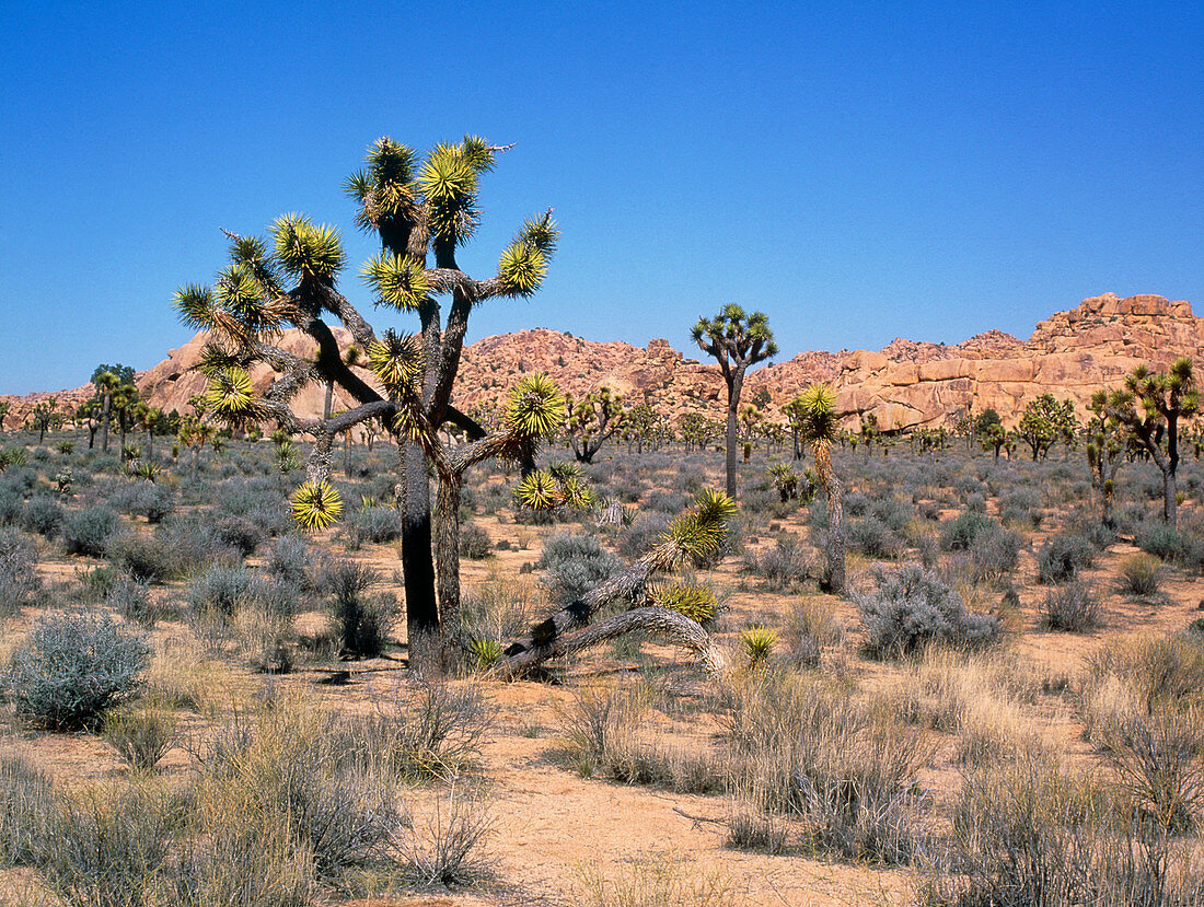 Desert landscape,Joshua Tree National Monument