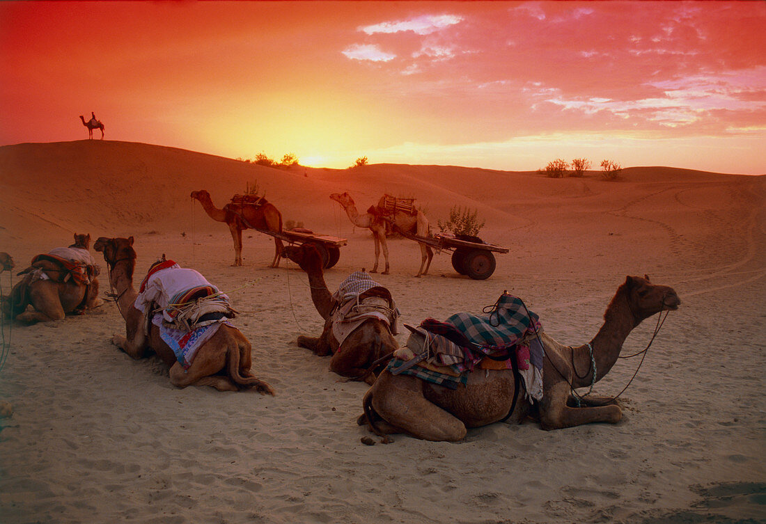 Camel caravan settling down for the night