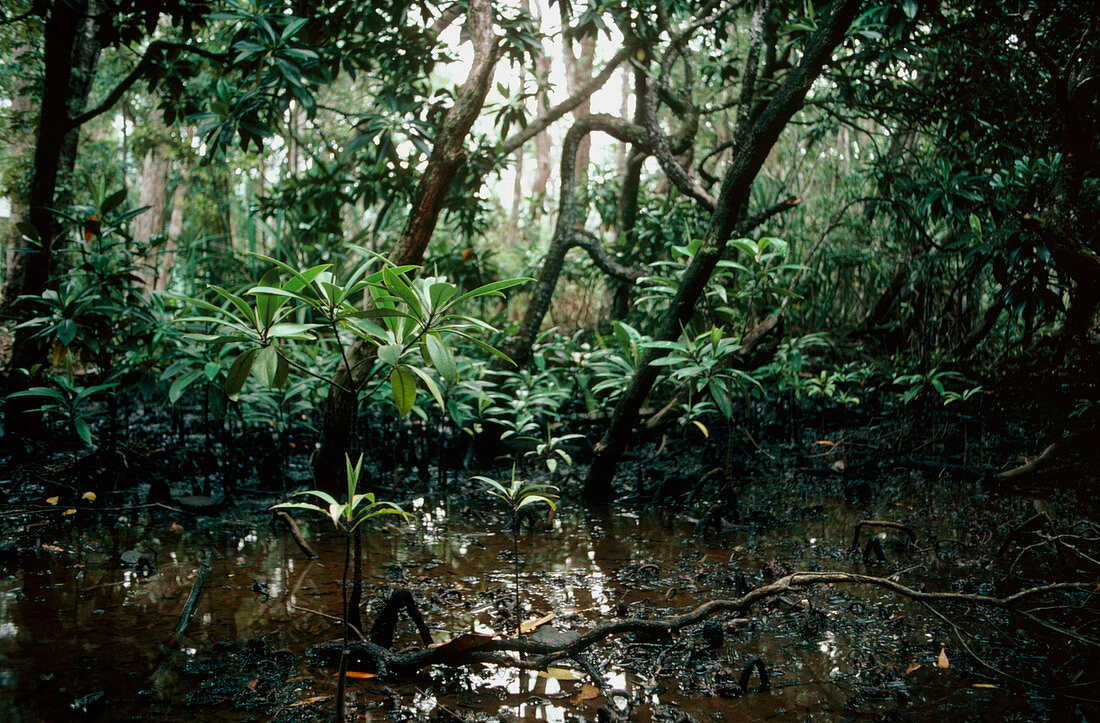 Mangrove swamp in Australia