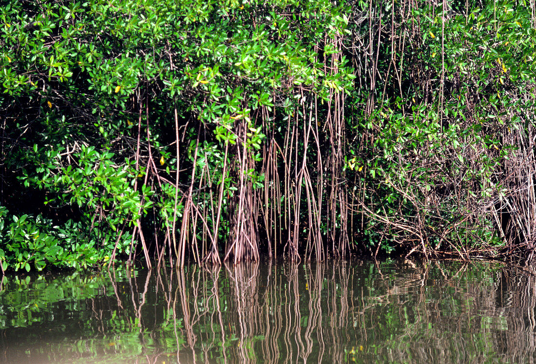 Mangrove tree in swamp off Venezuela