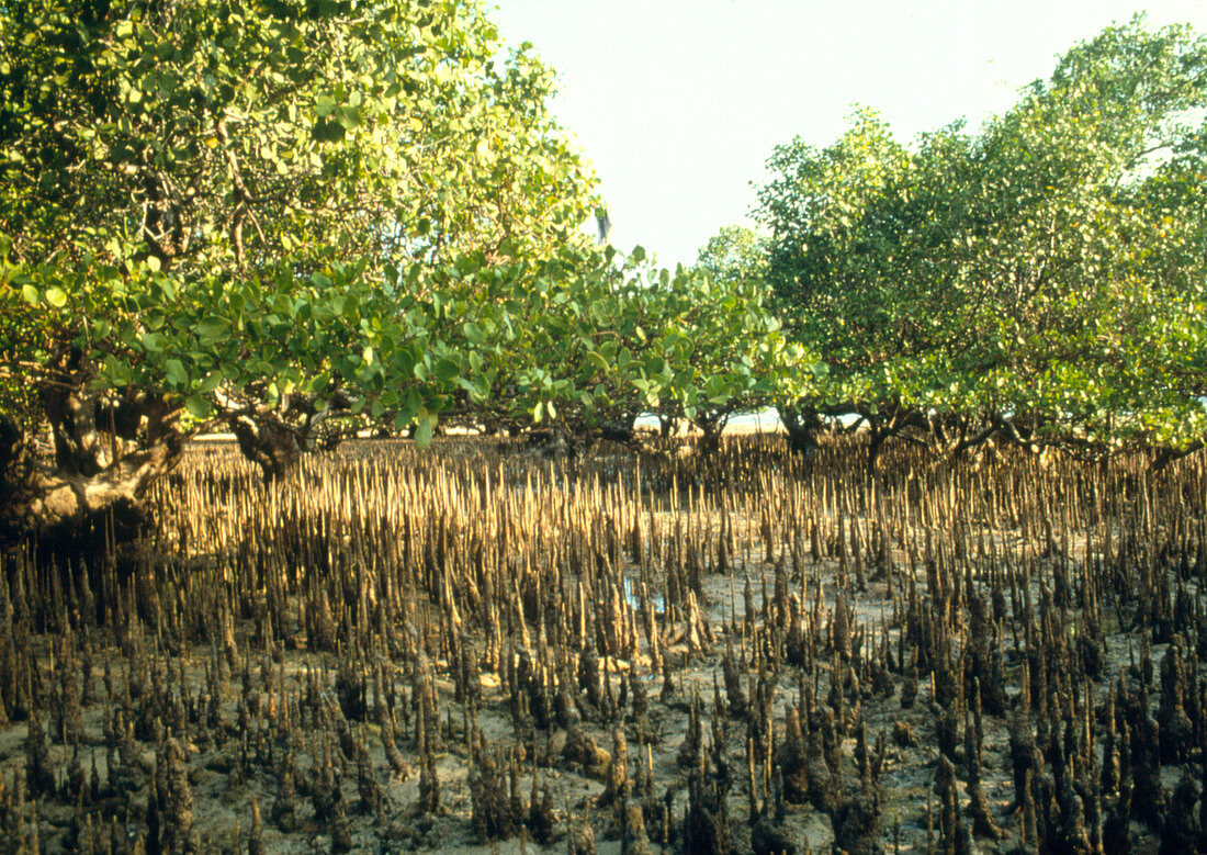Mud flat in a mangrove swamp,Indonesia