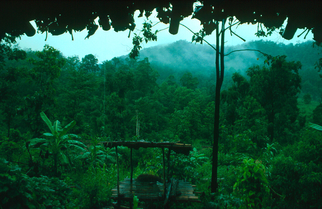 Tropical rain forest,Thailand