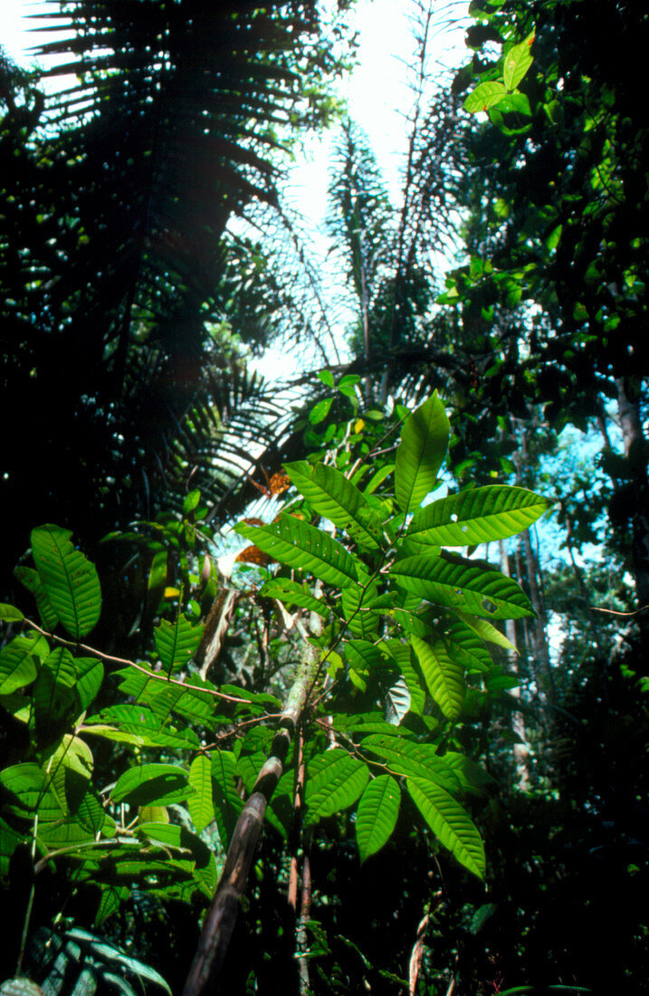 Vegetation in the Amazonian rain forest