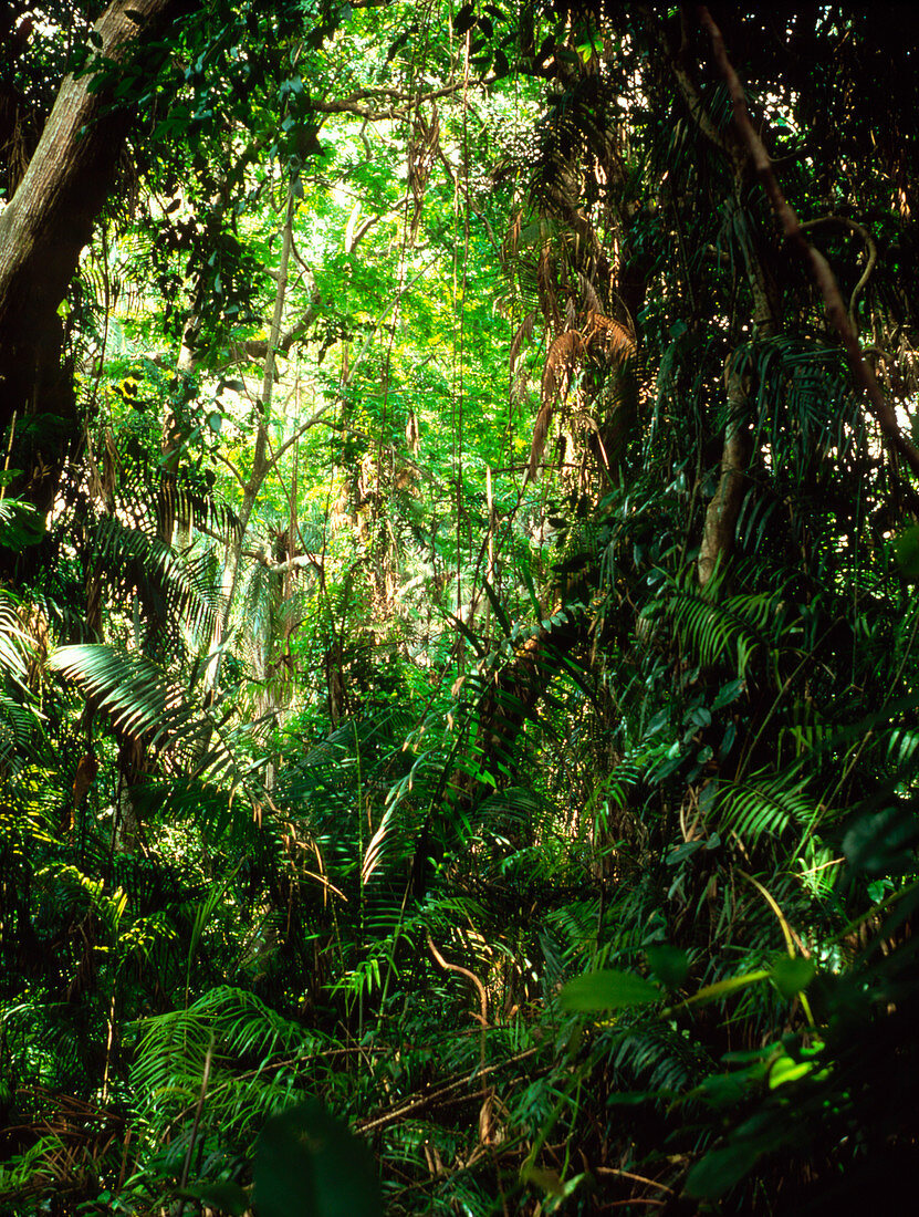Understory vegetation of a tropical forest,Gambia