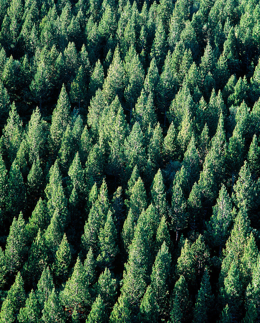 Aerial view of a conifer forest,Spain