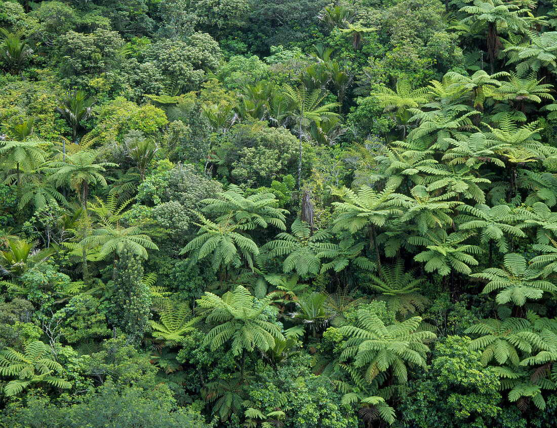 Temperate rainforest with tree ferns,New Zealand