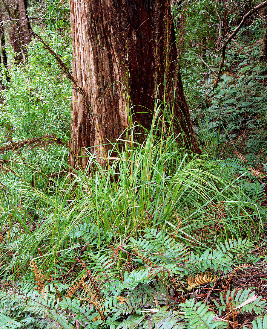 Ferns & Myrtle tree trunk in temperate rainforest