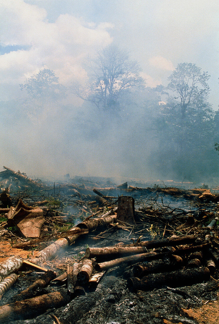 Felled trees being burned in deforested rainforest