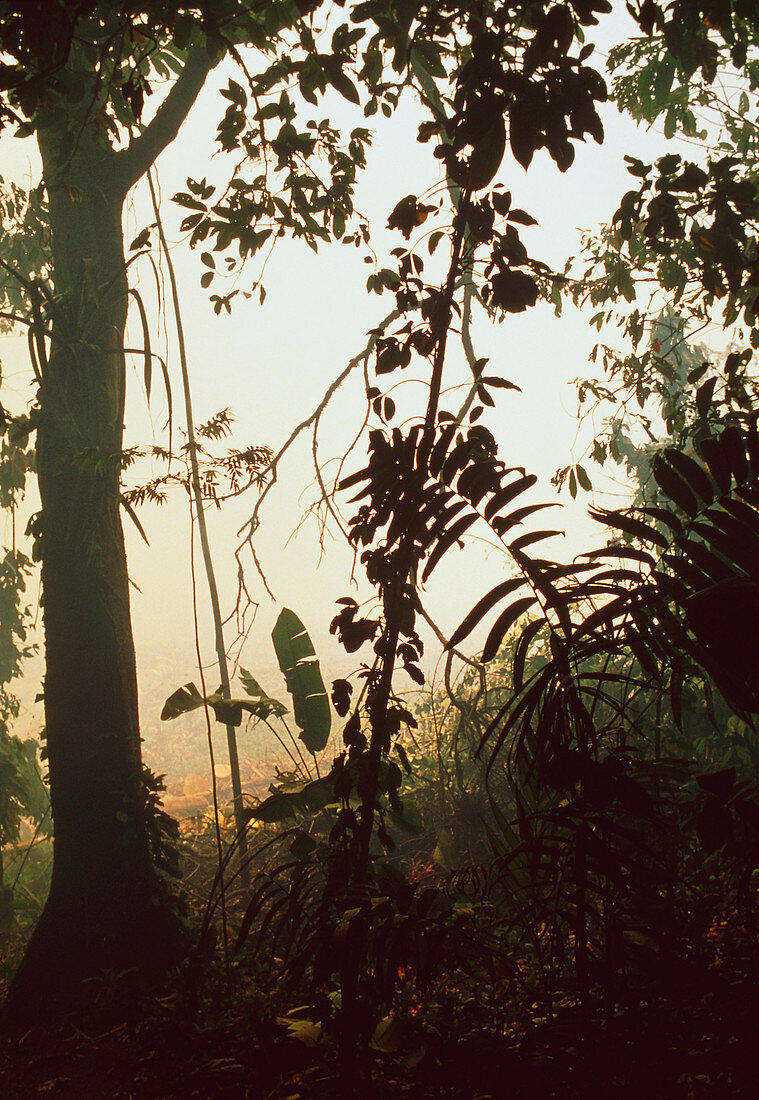 View of burning,clear-cut tropical rainforest