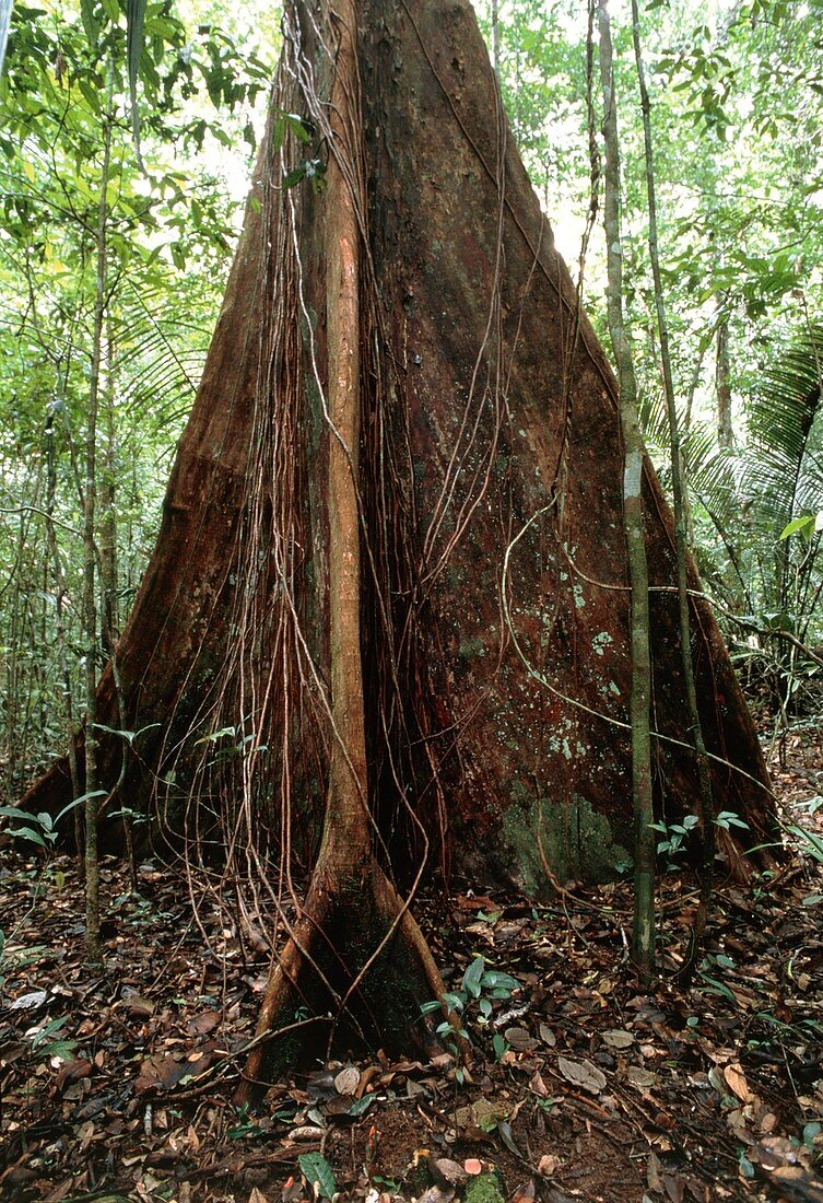 Buttress roots of a rainforest tree