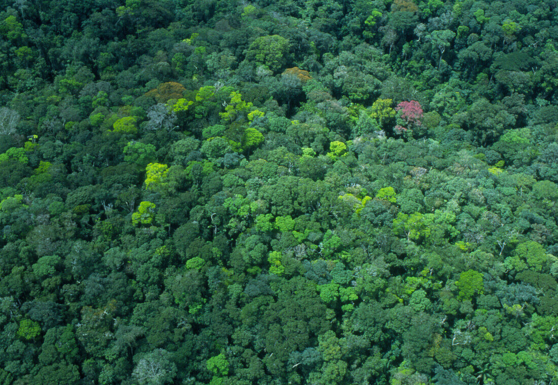 Aerial view of a forest in Guyana