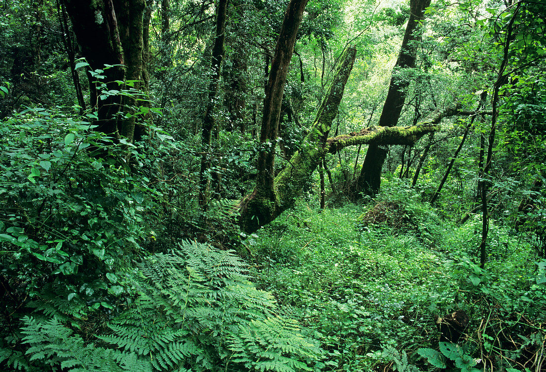 Montane forest
