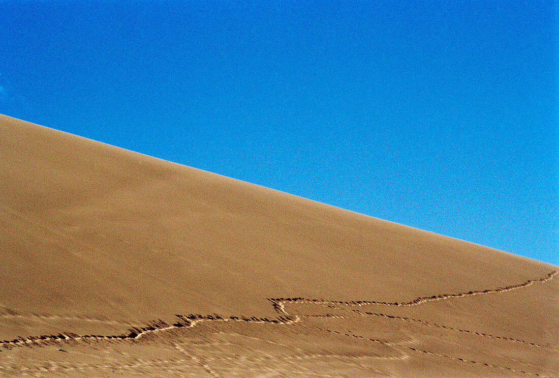 Tracks in a sand dune