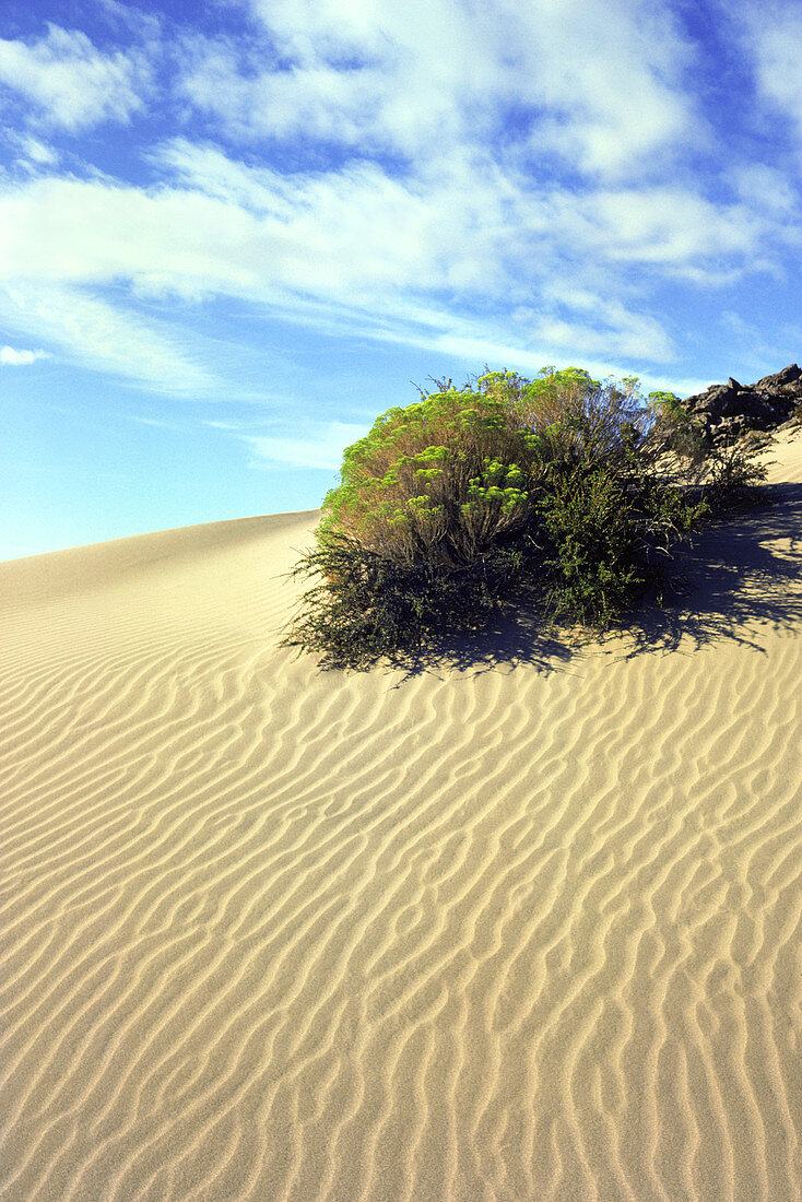 Bushes in pocket desert,Canada