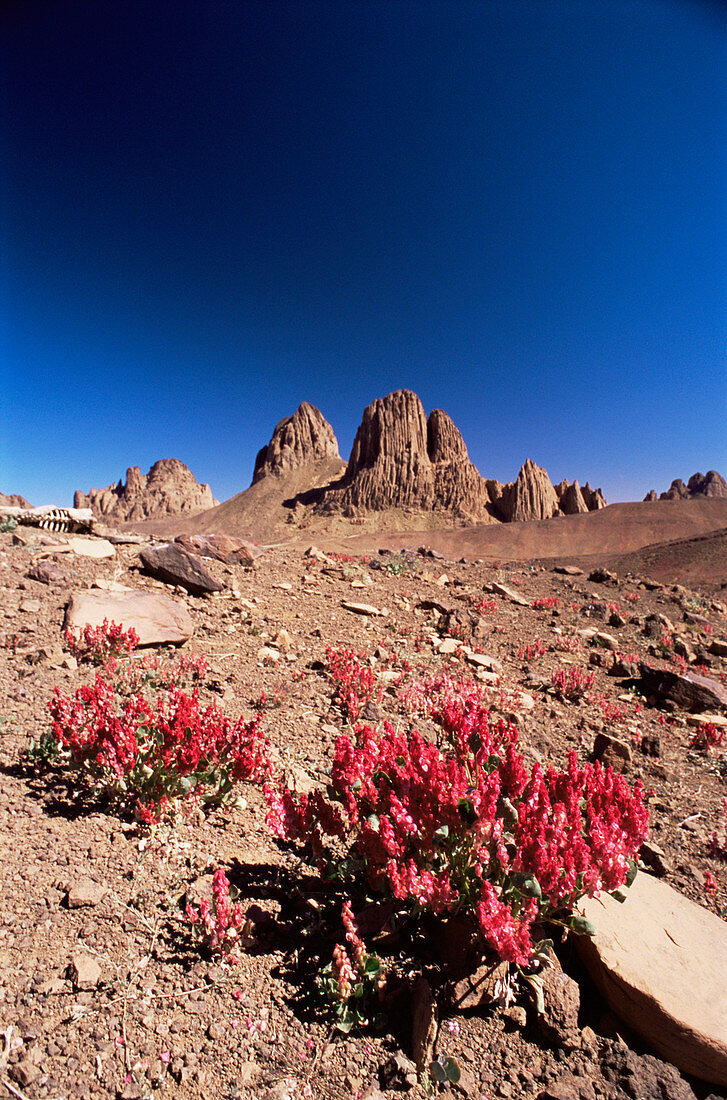 Desert flowers