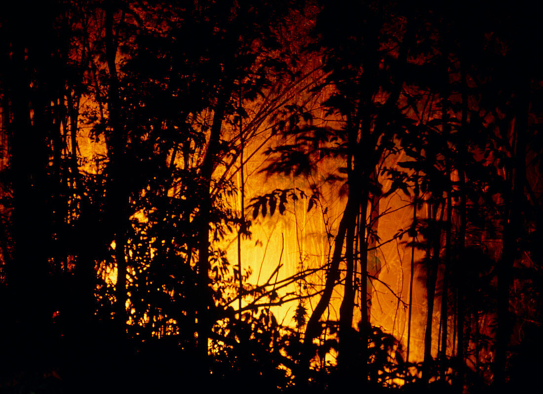 Forest fire burning in rainforest