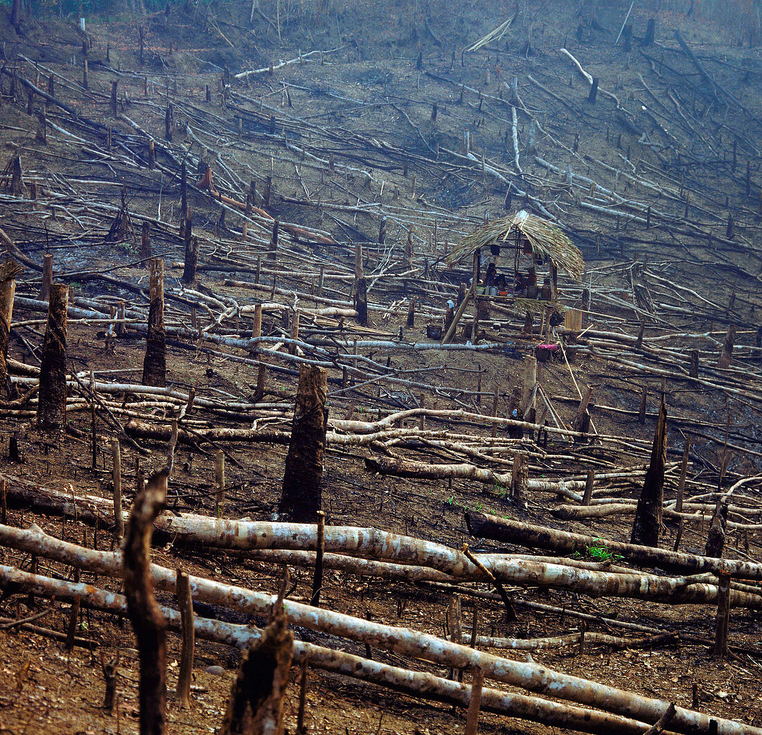 Slash & Burn deforestation