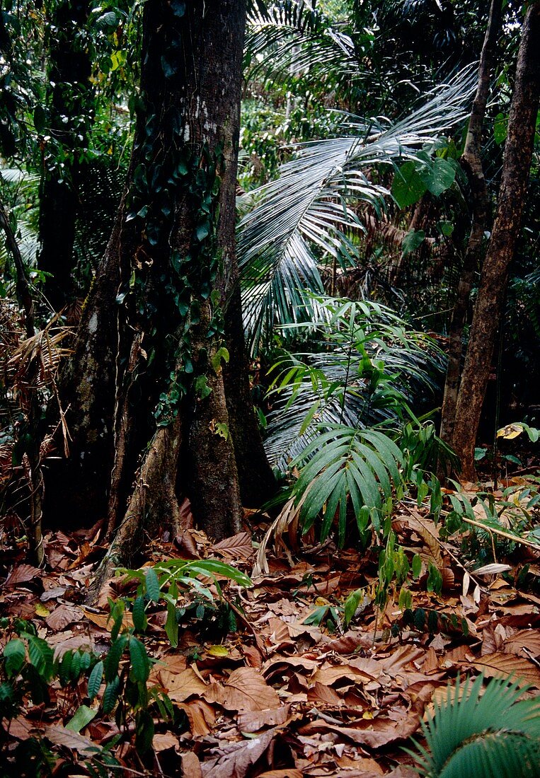 Rainforest understorey