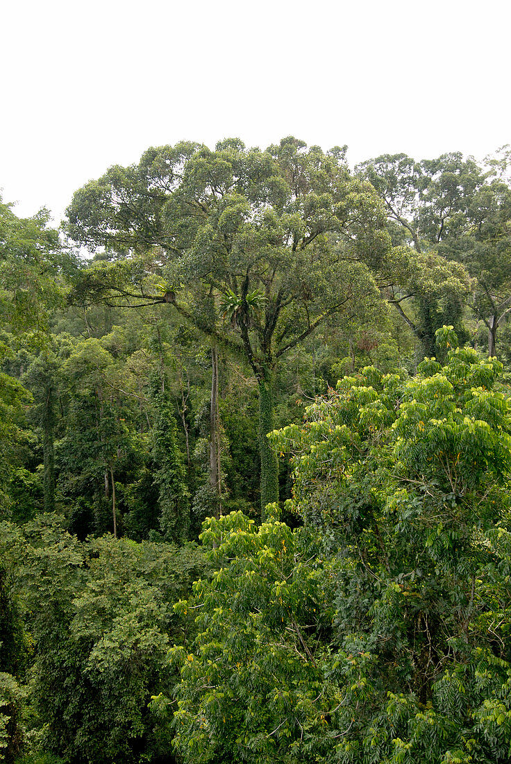 Tropical rainforest,Malaysia