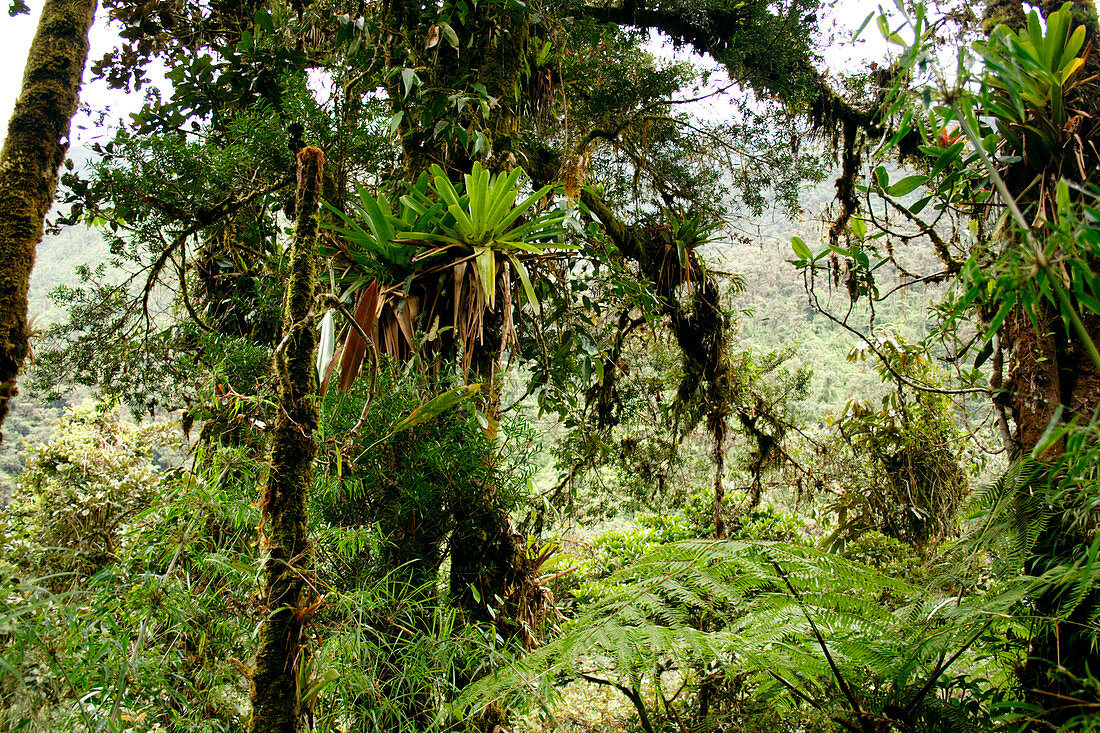Tropical cloud forest