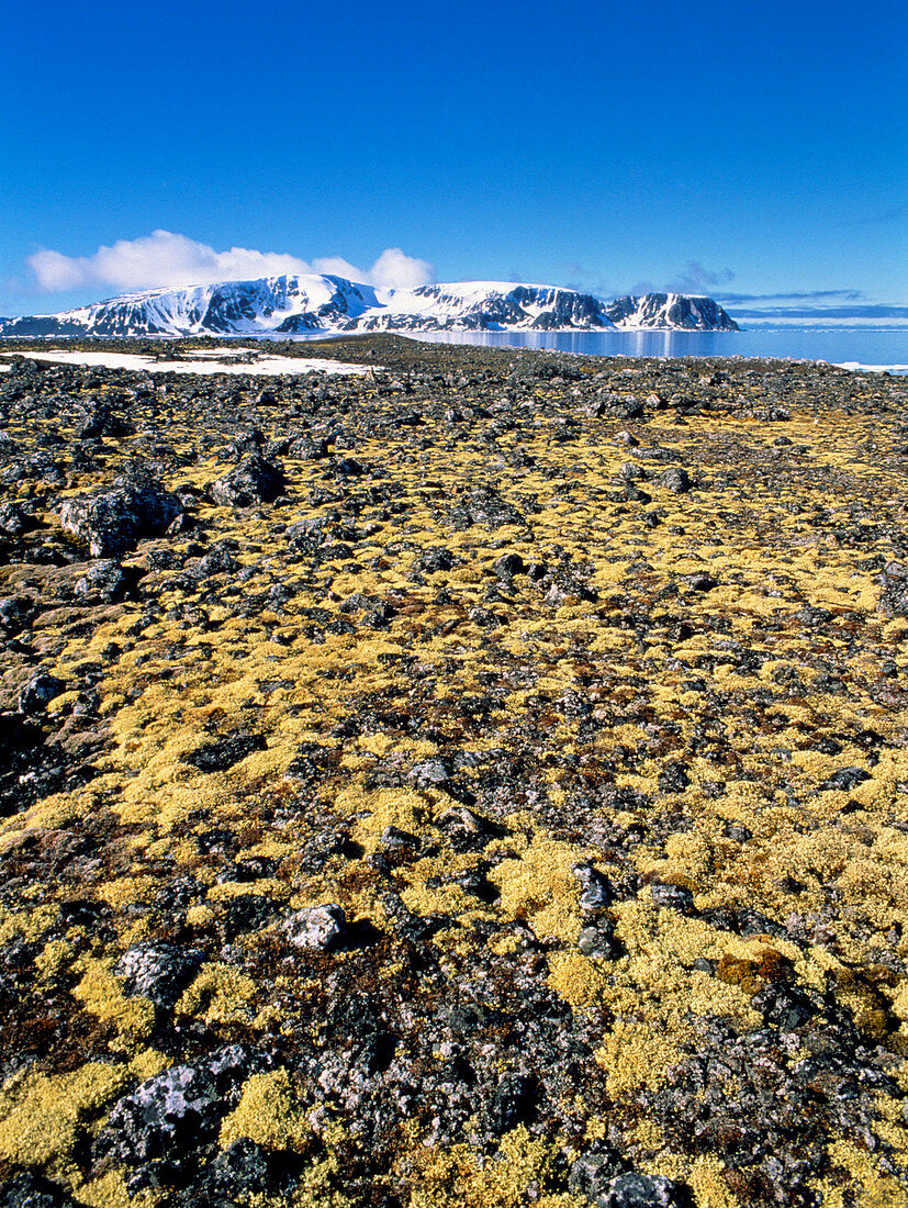 Coastal tundra vegetation,Fugloya,Svalbard