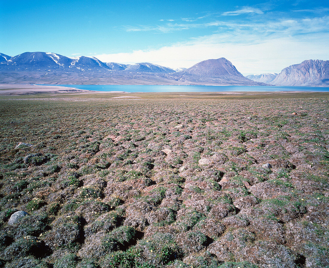 Tundra hummocks