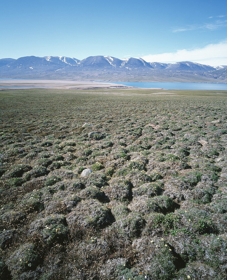 Tundra hummocks