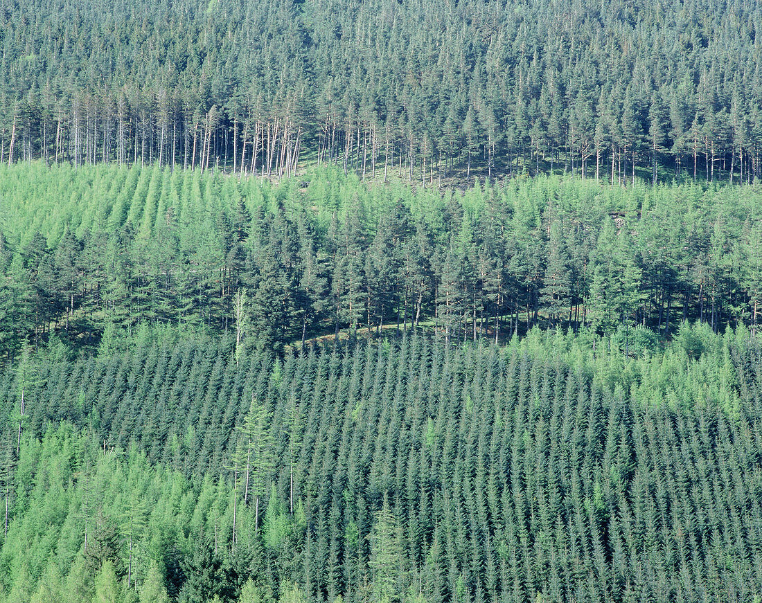 Conifer plantation,Cumbria