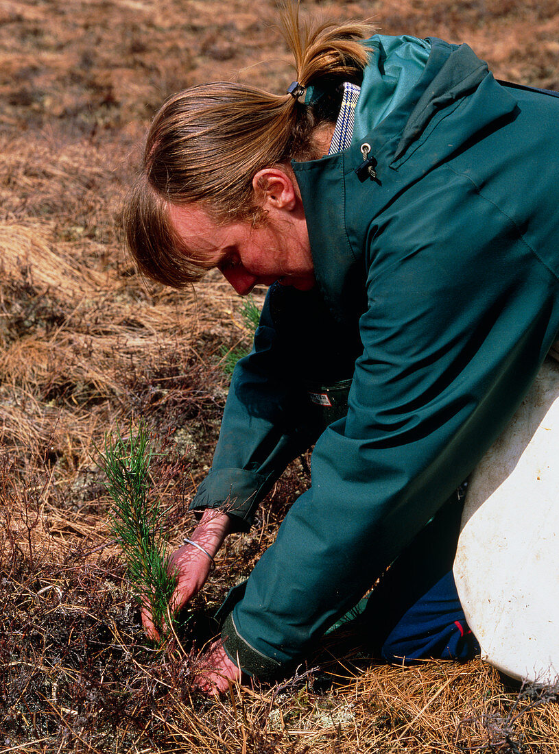Volunteer planting pine seedlings,Scotland