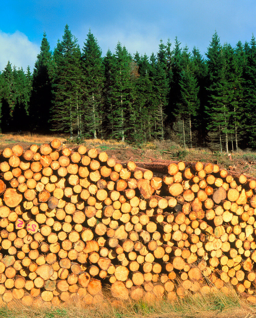 Sitka spruce and harvested timber,Northumberland