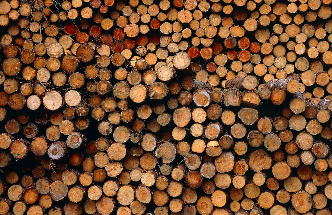 Pile of felled logs