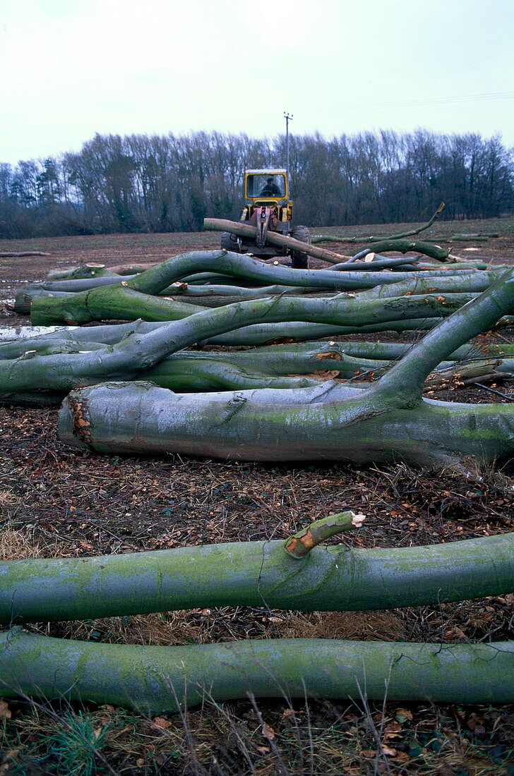 Felled beech trees