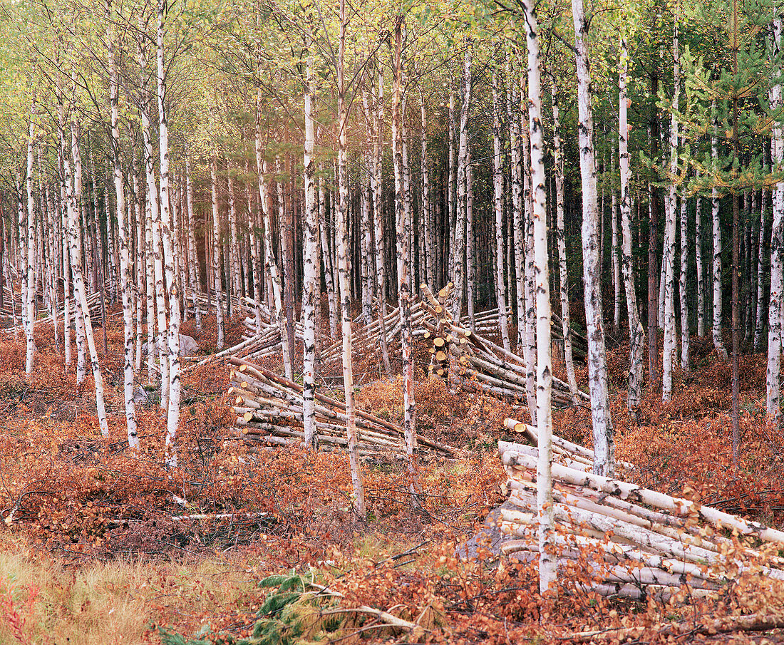 Logging of an Alder forest