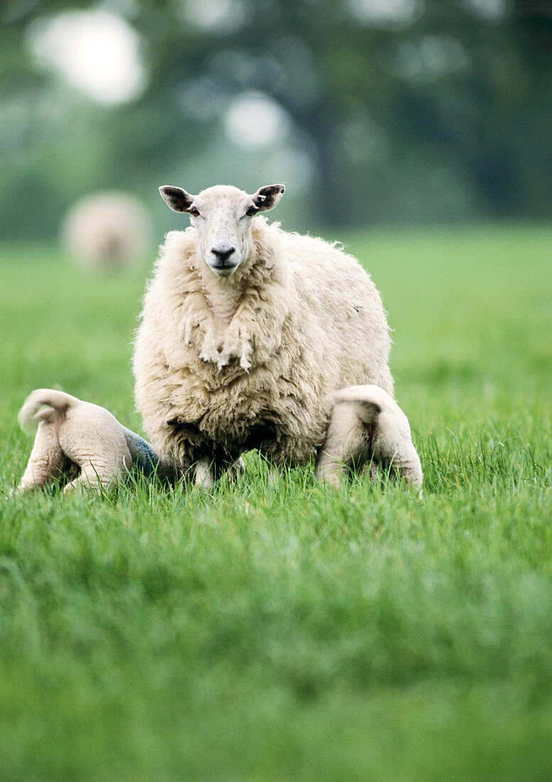 Lambs suckling from a ewe