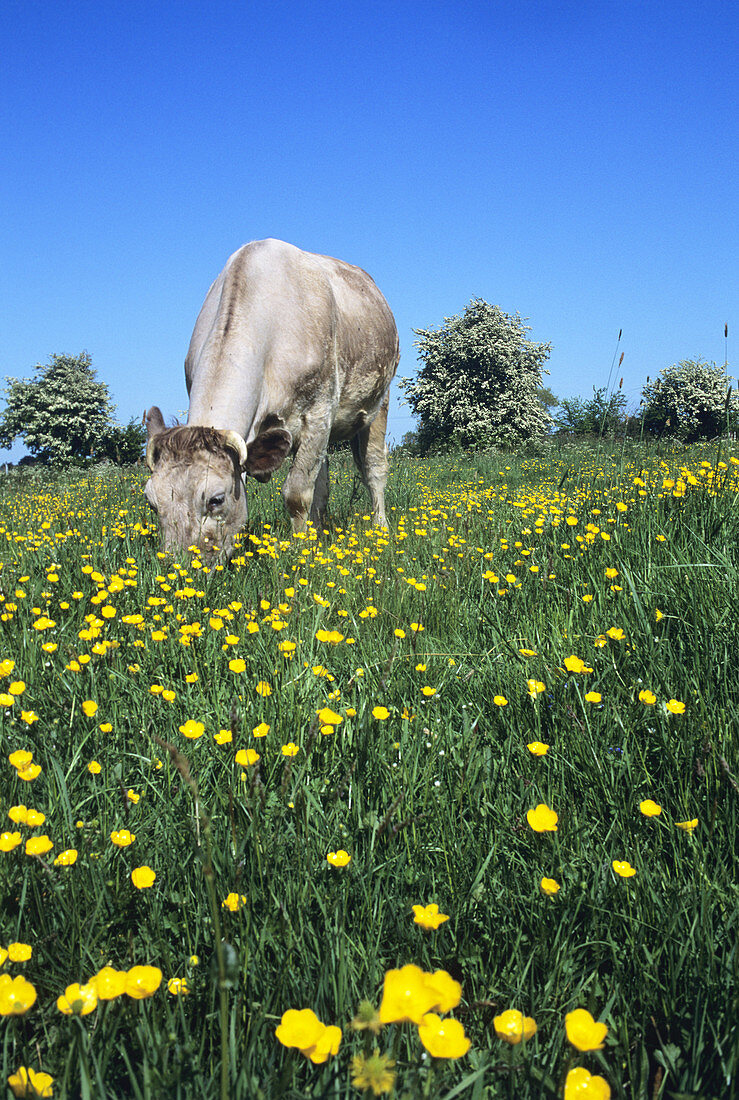 Cow grazing in a meadow