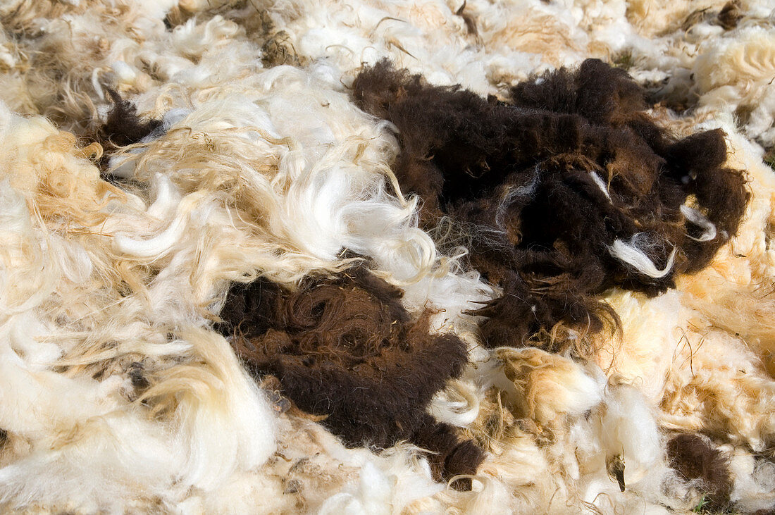 Sheep wool