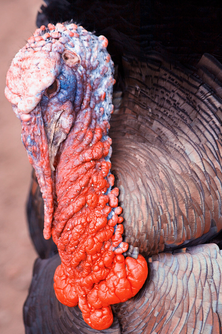 Male domestic turkey