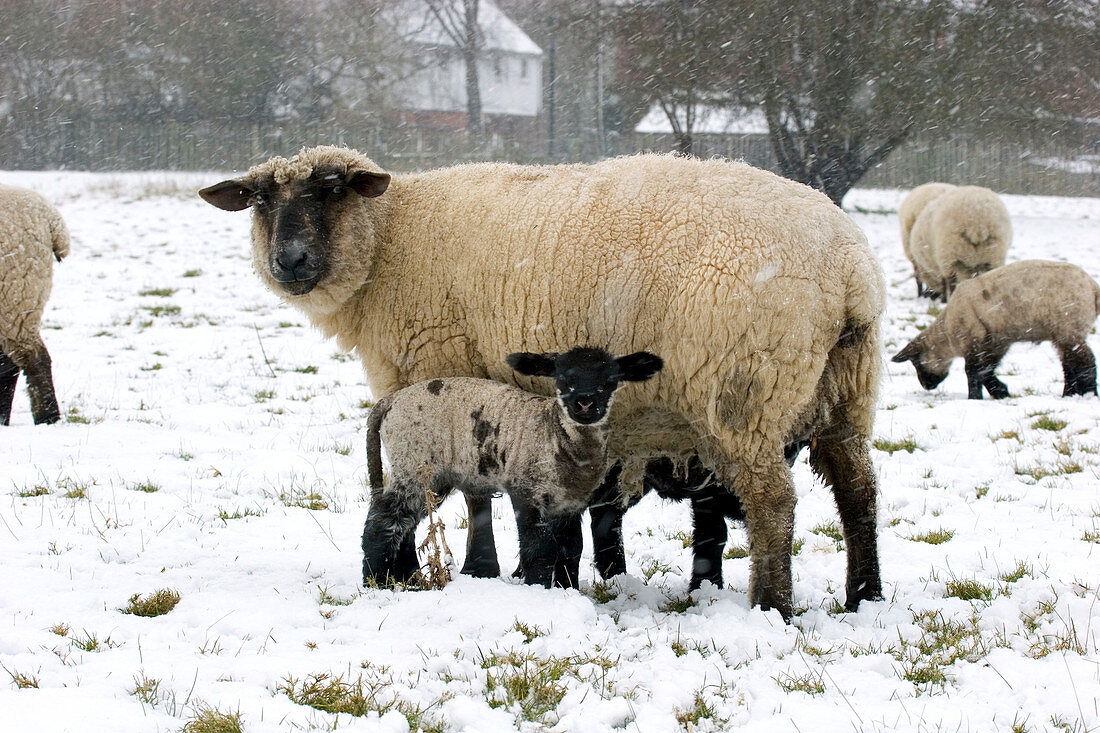 Domestic ewe and lamb in snow