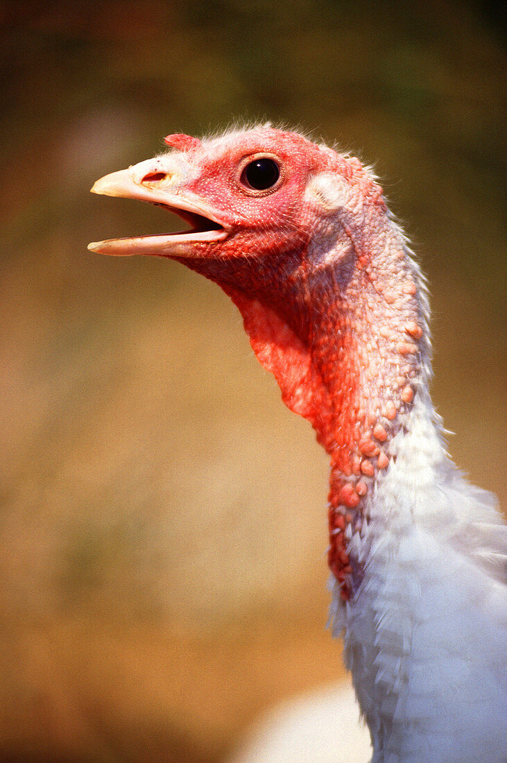 Female turkey