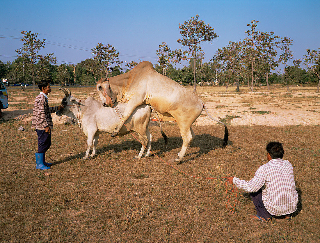 Brahman cows mating