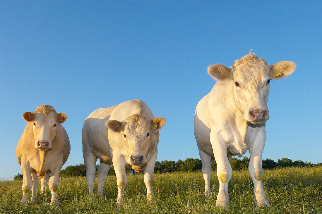 Cattle in a field